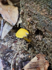 Pluteus chrysophlebius