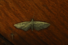 Eupithecia interruptofasciata