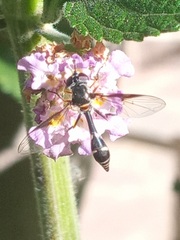Dioprosopa clavata