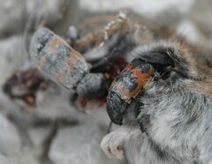 Nicrophorus marginatus