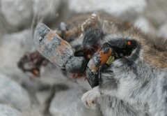 Nicrophorus marginatus