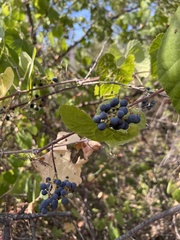 Vitis californica