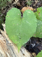 Eurybia