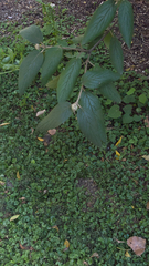 Viburnum rhytidophyllum