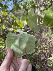 Vitis californica