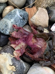 Chondracanthus exasperatus