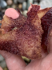 Chondracanthus exasperatus