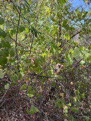 Vitis californica