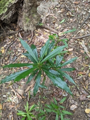 Tasmannia insipida