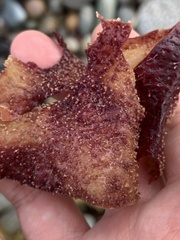 Chondracanthus exasperatus