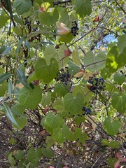 Vitis californica