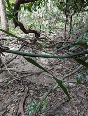 Flagellaria indica