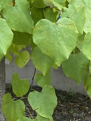 Cercis canadensis