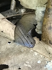Amiga arnaca