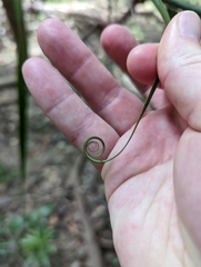 Flagellaria indica