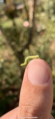 Alsophila pometaria