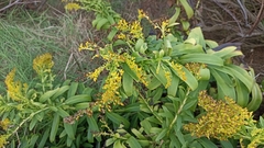 Solidago azorica