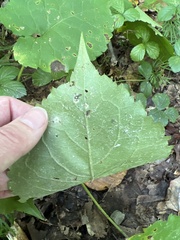 Eurybia