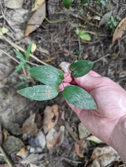 Tripladenia cunninghamii
