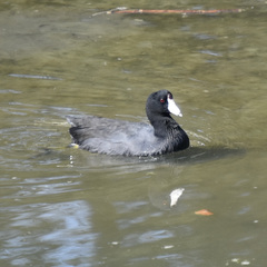 Fulica americana