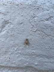 Brachymyrmex depilis