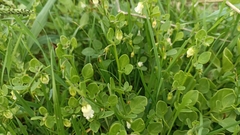 Salpichroa origanifolia