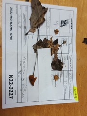 Marasmius fulvoferrugineus