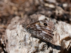 Hipparchia aristaeus