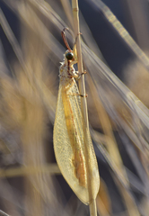 Myrmecaelurus trigrammus