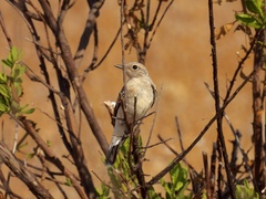 Oenanthe hispanica