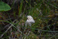 Eriophorum chamissonis