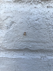 Brachymyrmex depilis