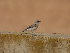 Oenanthe hispanica