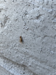 Brachymyrmex depilis