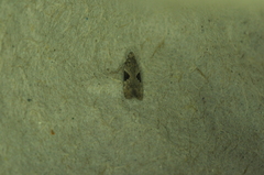 Aristotelia isopelta