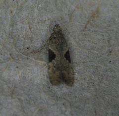 Aristotelia isopelta