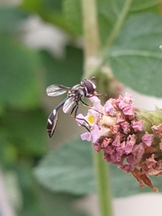 Dioprosopa clavata