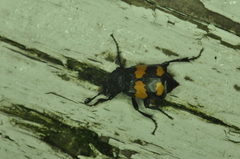Nicrophorus defodiens