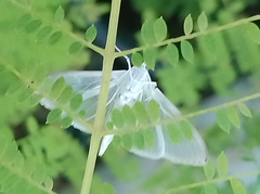 Palpita flegia