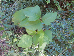 Toxicodendron radicans negundo
