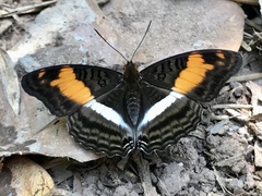 Adelpha