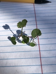 Dichondra carolinensis