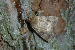 Amphipyra pyramidea