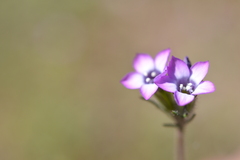 Gilia laciniata