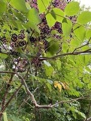 Sambucus canadensis