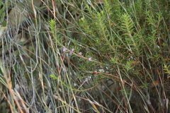 Agathosma pungens