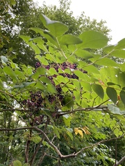 Sambucus canadensis