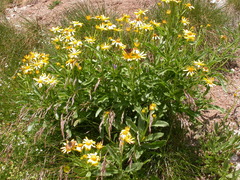 Senecio pyrenaicus