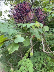Sambucus canadensis