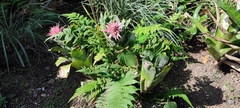 Aechmea fasciata